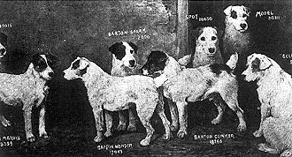 Jack Russell terir na potku minulho stolet